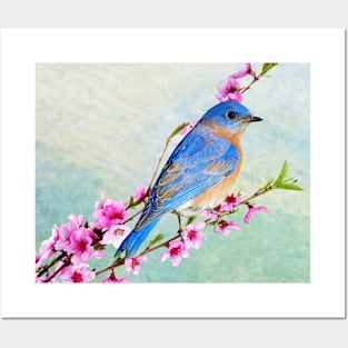 Male Bluebird Perched on Branch Posters and Art